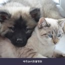 파주24시동물병원 | 파주동물병원 파주24시동물병원 진료비와 이용 방법 체크리스트