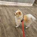 명지 수동물병원 이미지