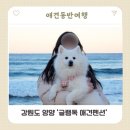 글램독 양양 | [강원도 양양] ‘글램독 애견펜션’ 애견동반 여행, 숙소 후기