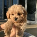 더편한동물병원 이미지