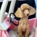 삐삐애견샵 이미지