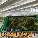 (주)게임알로 | 춘천 이색데이트 [농장 알로록 춘천 딸기]