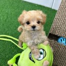 강아지와 고양이 이미지