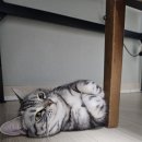 보고싶당 이미지