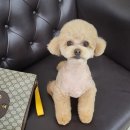 데파트 동물병원 이미지