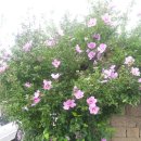 황금노을민박 이미지