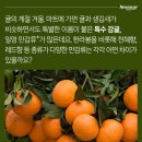 레드향 이미지