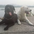 탤런트 독 스쿨 이미지