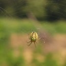 영농조합법인 영인팜 이미지