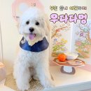 멍애견 | 부천 실내애견카페 우다다멍 중형견 방문 후기