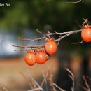 박유석「홍시」 이미지