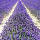 봄날테라피 이미지