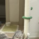 [스코티쉬 폴드(단이)] +2일 ♥ 이미지
