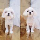 꼬미살롱
