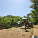 루루 반려견 이미지