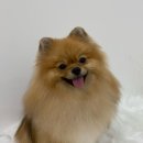 사르르몽몽 이미지