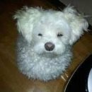 카프리짐 이미지