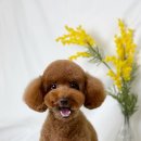 유주펫 이미지