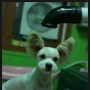 양이멍이 이미지