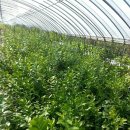 블루베리 전지작업 이미지