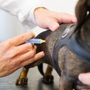 원동물병원 이미지