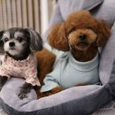 녹십초엘리피스테라피 | [수업후기] 반려동물 아로마테라피 자격증반 수업후기 [일산, 파주, 원흥, 삼송, 김포, 화정, 아로마...