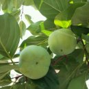 해신농장 이미지