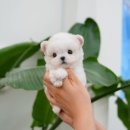 부산강아지분양 테디럽 명지본점 이미지