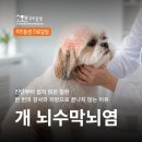 참일터직업재활원 | [뉴스레터] 개 뇌수막뇌염 앞에서 막막하다면: 진단부터 장기 관리까지 (247호)