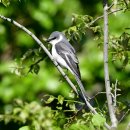 굴업도의 할미새사촌(Ashy Minivet) 이미지