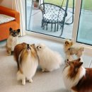 관진로 | 경기도 이천 애견독채펜션 까사드 215