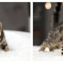 수원고양이분양 도레미캣 이미지