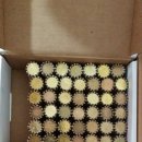 돼지한마리 이미지