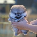 퍼피 비비드 이미지