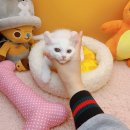 데려가개 | 광주강아지분양 고양이분양 24시, 반려동물을 집으로 초대하는 필수 가이드