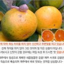 이엠농법으로 농사지은 새콤달콤 조생귤 50% 맛보기 이벤트 이미지