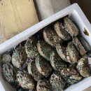 완도미성전복 이미지