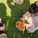 귤한편 | 제주 서귀포시 감귤따기 체험 카페 '귤한편' 후기