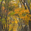 11월 정기출사 미생의 다리,소래 생태습지공원,인천대공원 이미지
