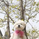 펫뷰티샵 페이보릿 이미지