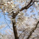 화정동메밀꽃필무렵 이미지