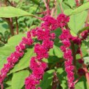 아마란스 이미지