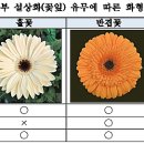 (주)녹색비료 | 9월 거베라 재배 관리 요령