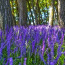 송림숲화장실 이미지