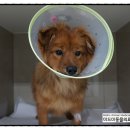 미드미동물의료센터 이미지