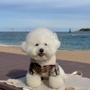 Dog차지 | Dog고냥이 라이츄자켓 강아지 무스탕 겨울옷 추천