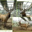 고센사슴목장 이미지