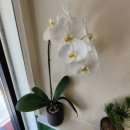 표준반상 이미지