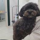 폴인럽 애견&고양이 미용 돌봄&호텔 | 보호자가 출장을 가도 믿고 맡길 수 있는 돌봄서비스 마포애견미용 폴인럽 반려견 미용 &amp; 유치원