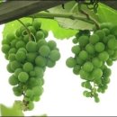 청포도 이미지